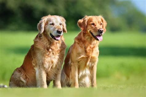 Male vs. Female Golden Retriever: 10 Differences To Help You。